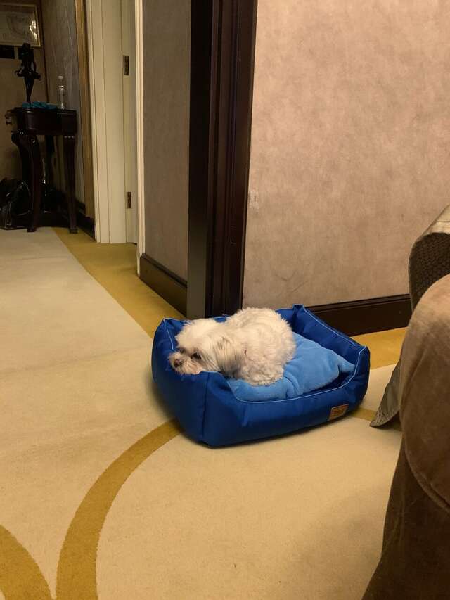 Гостиница The St. Regis Москва Никольская Москва-229